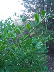 Pittosporum tobira