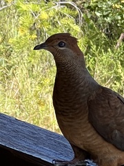 Macropygia phasianella