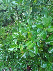 Pittosporum tobira