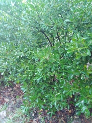 Pittosporum tobira