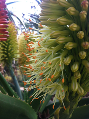 Aloe helenae