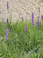 Dactylorhiza elata