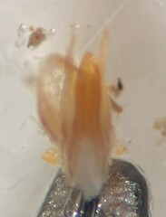 Hydroporus dichrous
