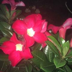 Adenium