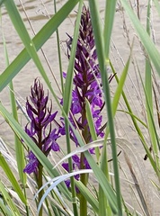 Dactylorhiza elata