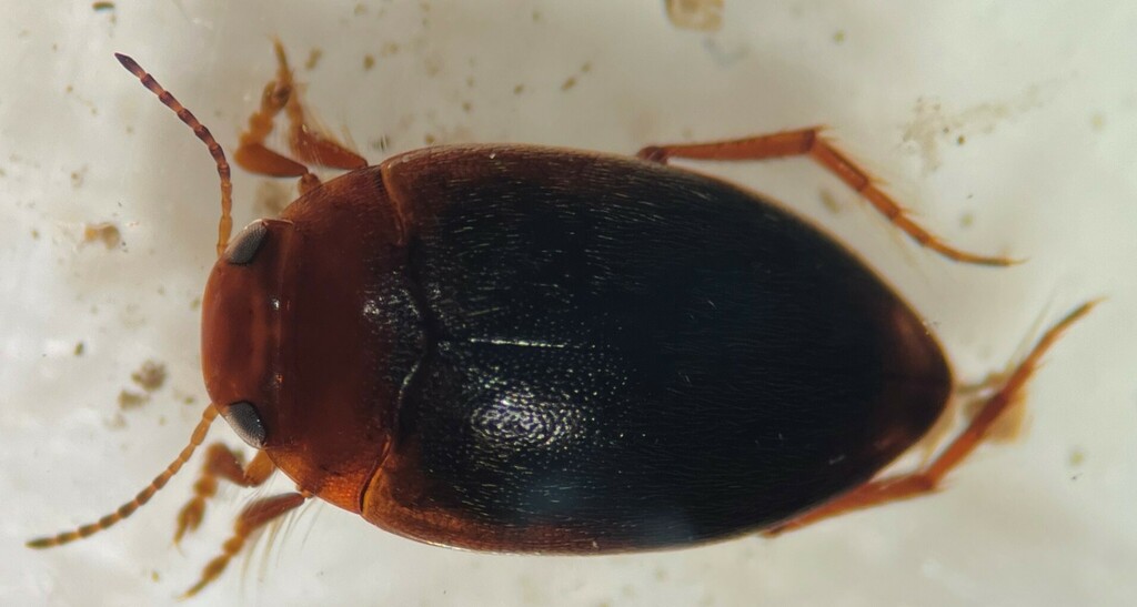 Hydroporus dichrous