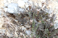 Lepidium solandri