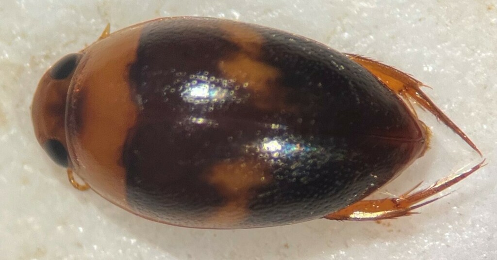 Suphisellus puncticollis