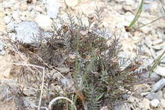 Lepidium solandri