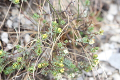 Pimelea prostrata