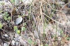 Pimelea prostrata