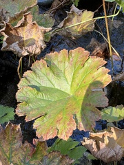 Darmera peltata