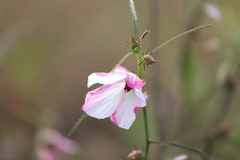Hibiscus meraukensis