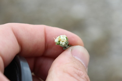 Pimelea prostrata