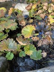 Darmera peltata