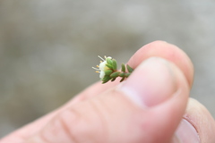 Pimelea prostrata