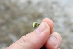 Pimelea prostrata