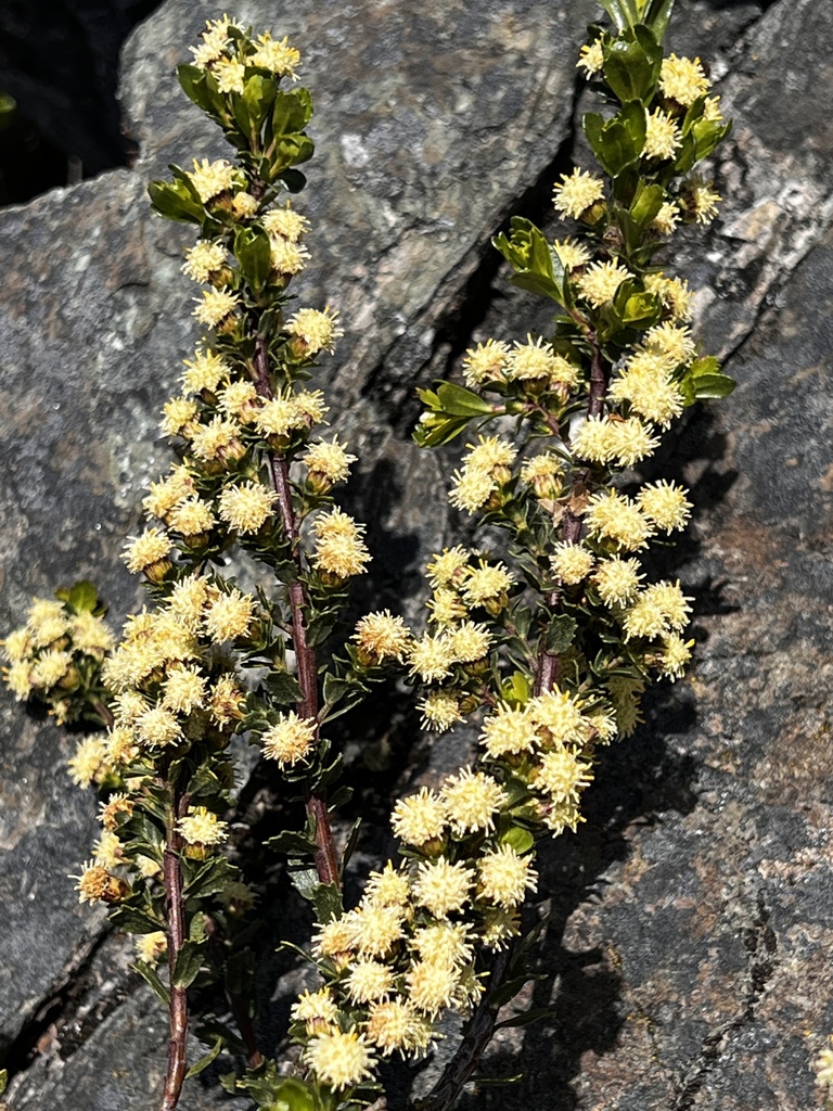 Patagonian groundsel tree