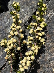 Baccharis patagonica