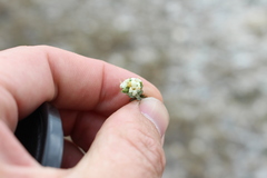 Pimelea prostrata