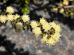 Baccharis patagonica