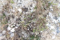 Pimelea prostrata
