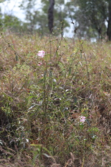 Hibiscus meraukensis