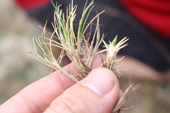 Rytidosperma exiguum