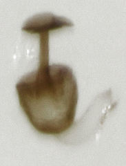 Ptenidium laevigatum