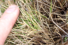 Rytidosperma exiguum