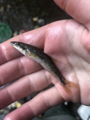 Rhinichthys cataractae