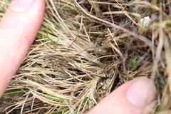 Rytidosperma exiguum