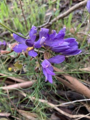 Cheiranthera alternifolia