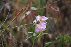 Hibiscus meraukensis