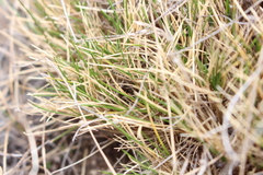 Rytidosperma exiguum