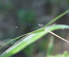 Nososticta impercepta