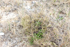 Rytidosperma exiguum