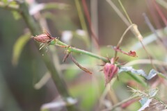 Hibiscus meraukensis