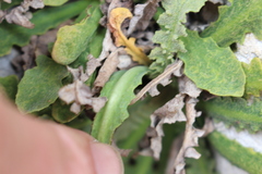 Sonchus novae-zelandiae