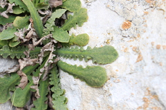 Sonchus novae-zelandiae