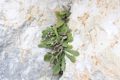 Sonchus novae-zelandiae