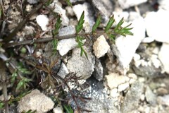 Chaerophyllum novae-zelandiae