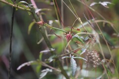 Hibiscus meraukensis