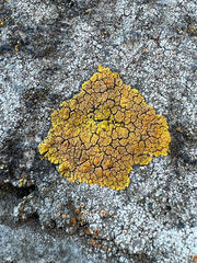 Xanthoria calcicola