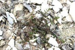 Chaerophyllum novae-zelandiae