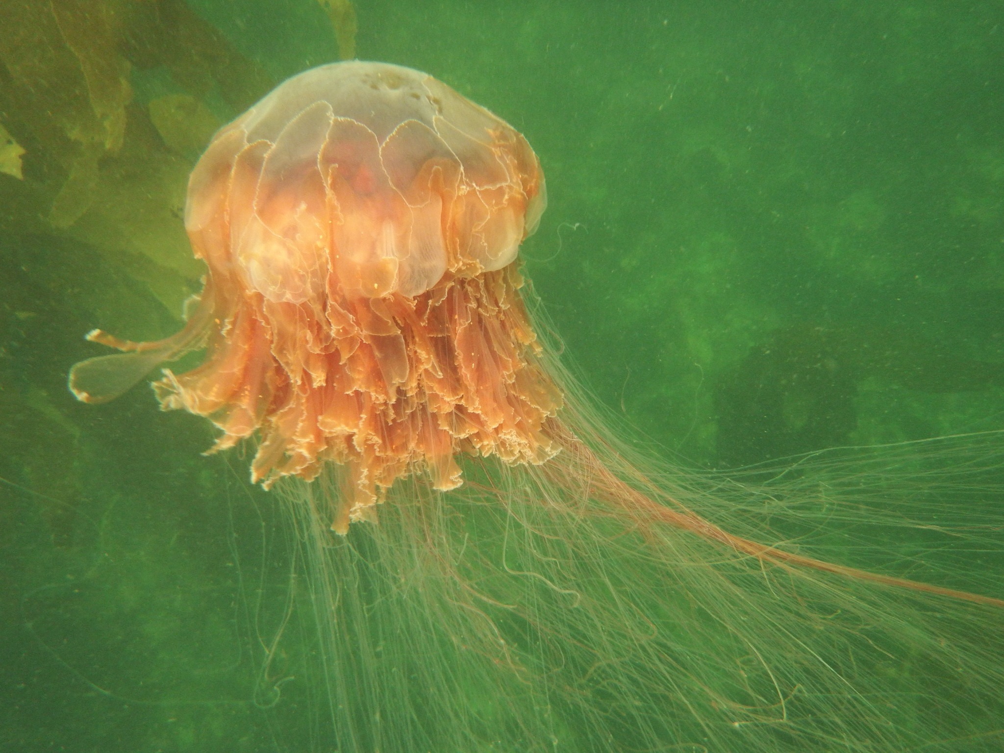 Cyanea