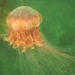 Cyaneid Jellies - Photo (c) Paul Norwood, some rights reserved (CC BY-NC), uploaded by Paul Norwood