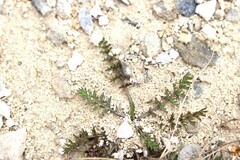 Chaerophyllum novae-zelandiae