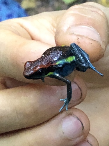 Manu Poison Frog