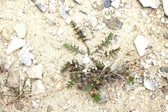 Chaerophyllum novae-zelandiae